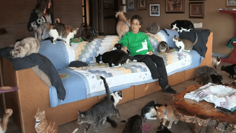 View the sight of the home where a woman keeps more than 1,000 cats 1