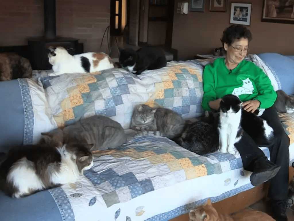 View the sight of the home where a woman keeps more than 1,000 cats 10