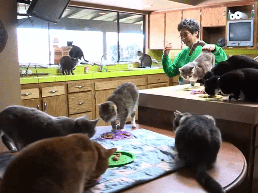 View the sight of the home where a woman keeps more than 1,000 cats 5