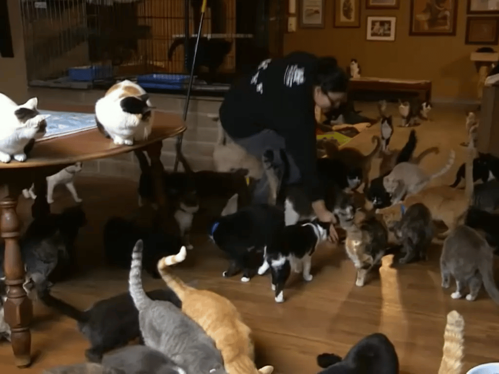 View the sight of the home where a woman keeps more than 1,000 cats 7