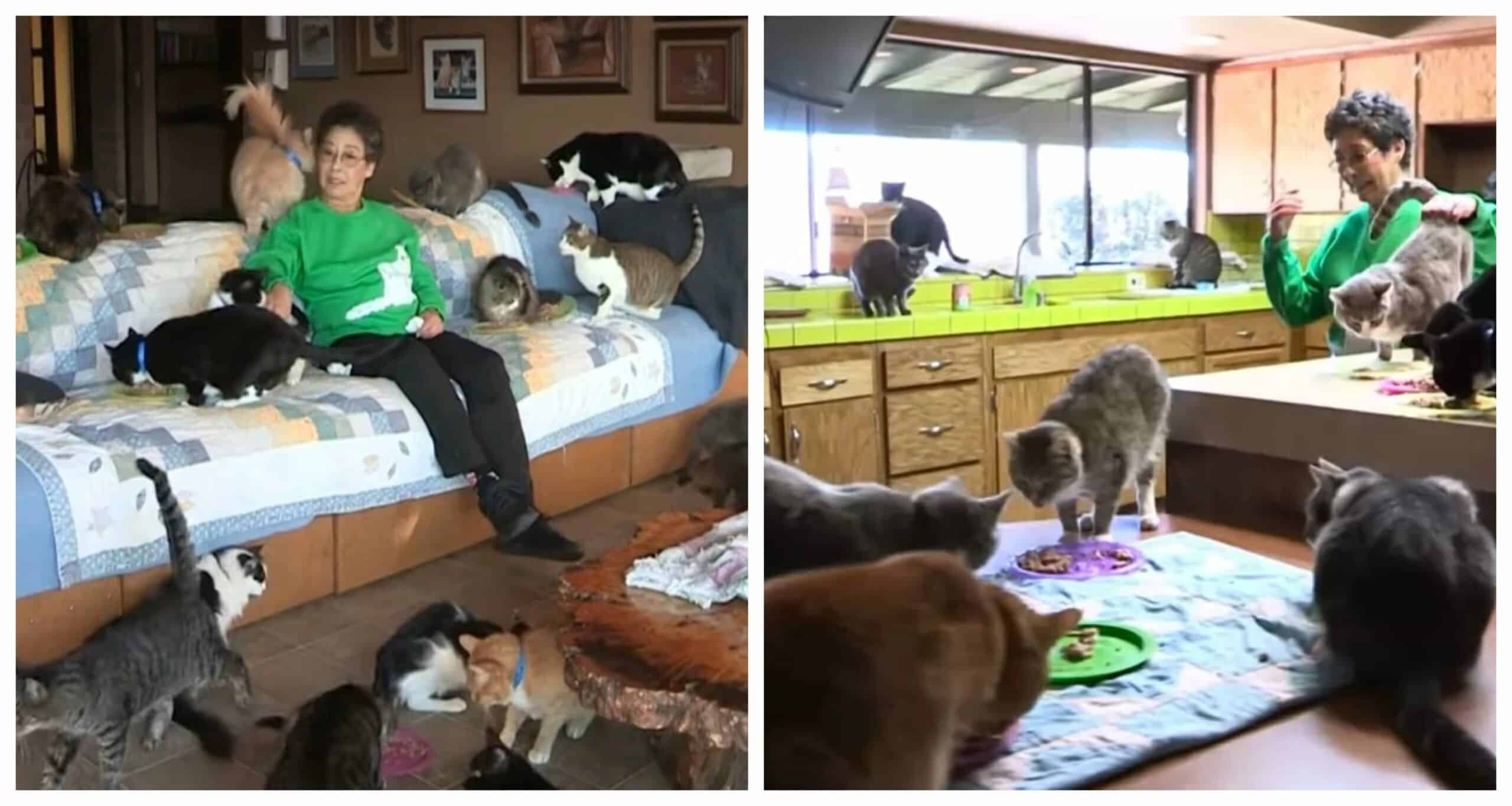 View the sight of the home where a woman keeps more than 1,000 cats