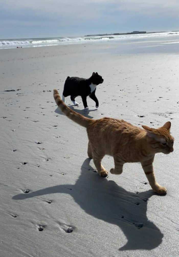 What Does a Cat Think When She Visits a Beach for the First Time 12