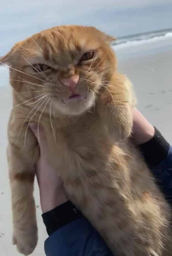 What Does a Cat Think When She Visits a Beach for the First Time 2