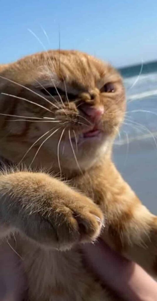 What Does a Cat Think When She Visits a Beach for the First Time 4