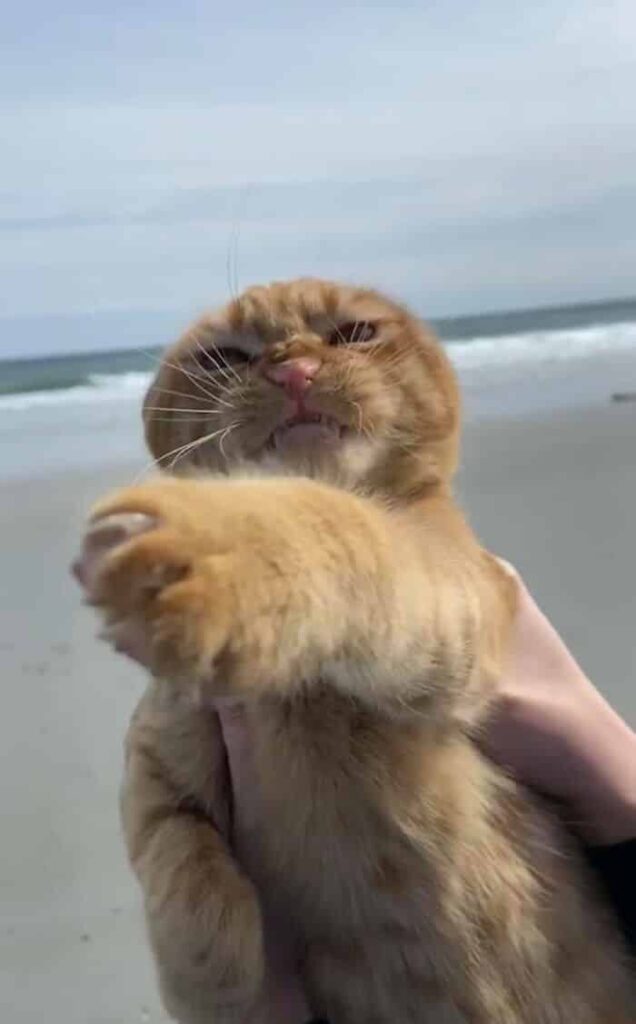 What Does a Cat Think When She Visits a Beach for the First Time 5
