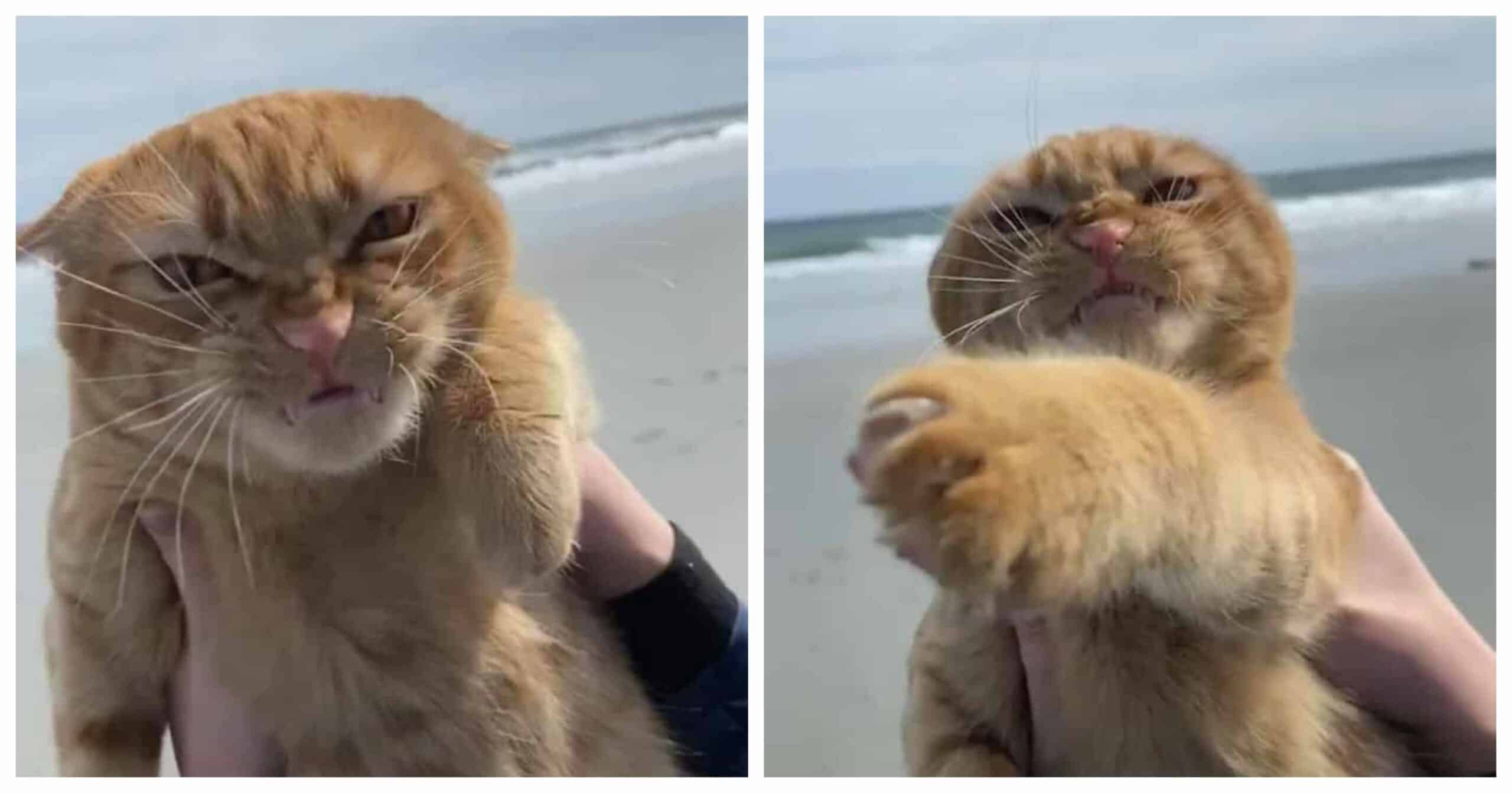 What Does a Cat Think When She Visits a Beach for the First Time_