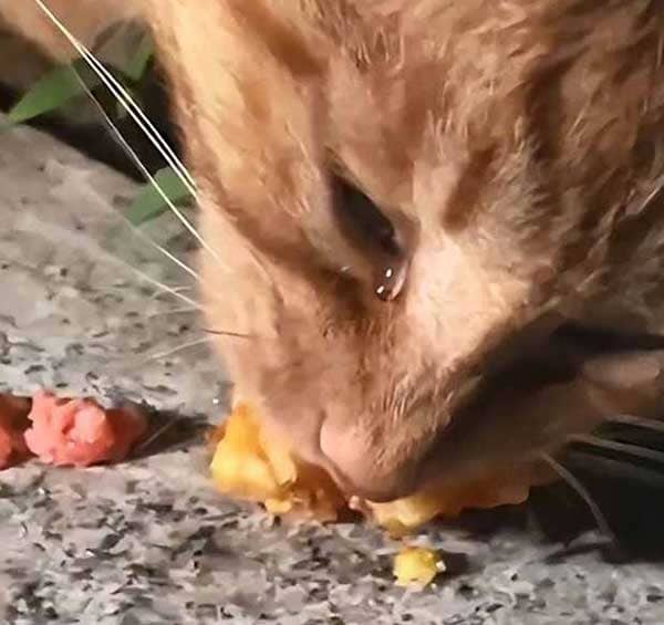 When Being Fed Stray Cat Cried As She was Hungry for a long time 2