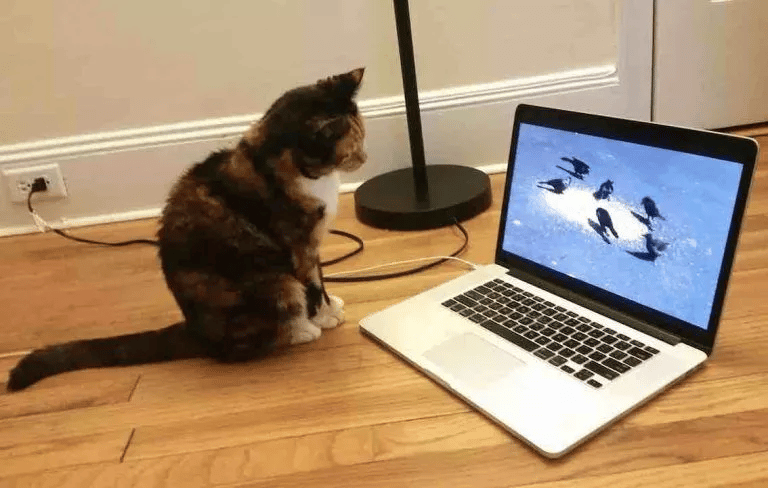 When a cat accidentally presses a button on a laptop her human wins a grant