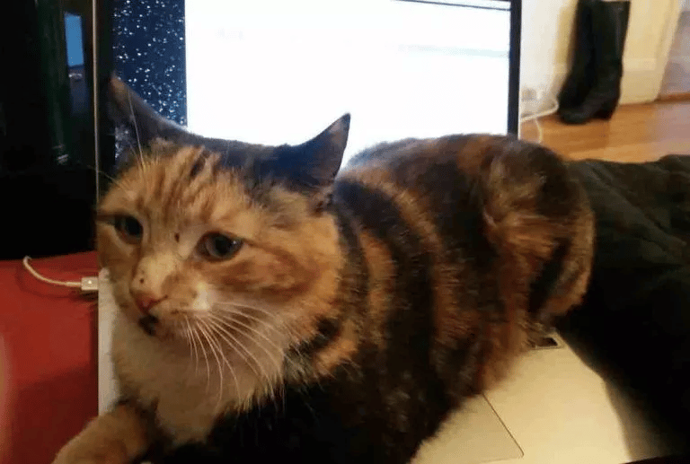 When a cat accidentally presses a button on a laptop her human wins a grant 3