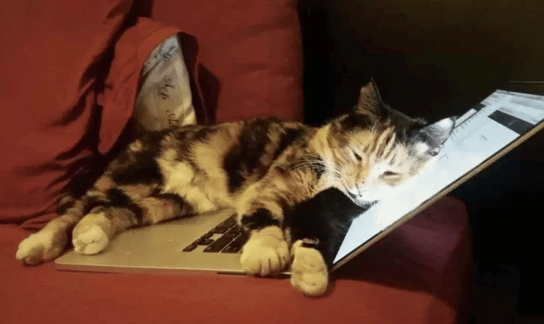 When a cat accidentally presses a button on a laptop her human wins a grant 4
