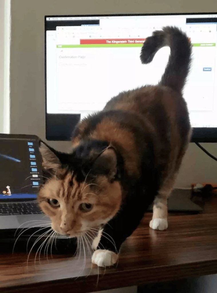 When a cat accidentally presses a button on a laptop her human wins a grant 5