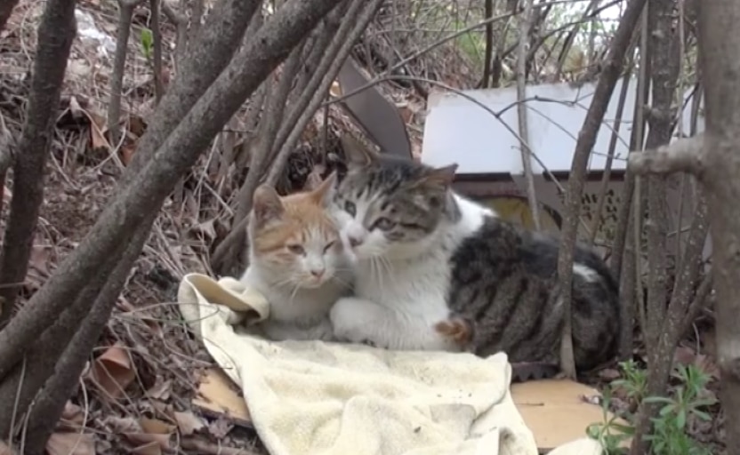 When he cares for and feeds his crippled best friend, a regular cat pushes friendship to a new level