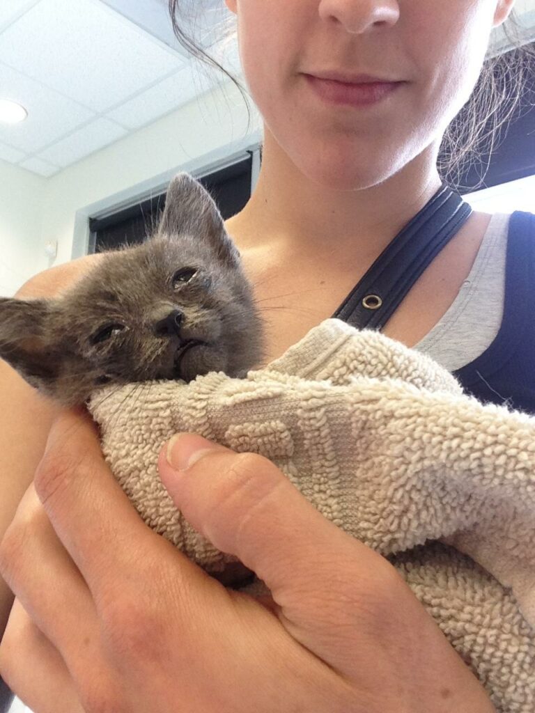 Women found 'Dmitrius' stray kitten while jogging 1