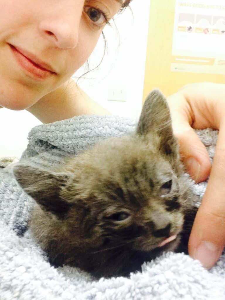 Women found 'Dmitrius' stray kitten while jogging 3