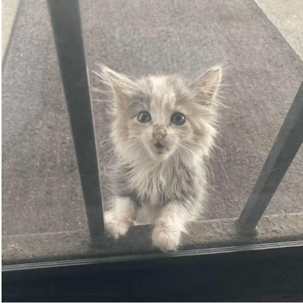 a homeless kitten stayed and asked for help 1