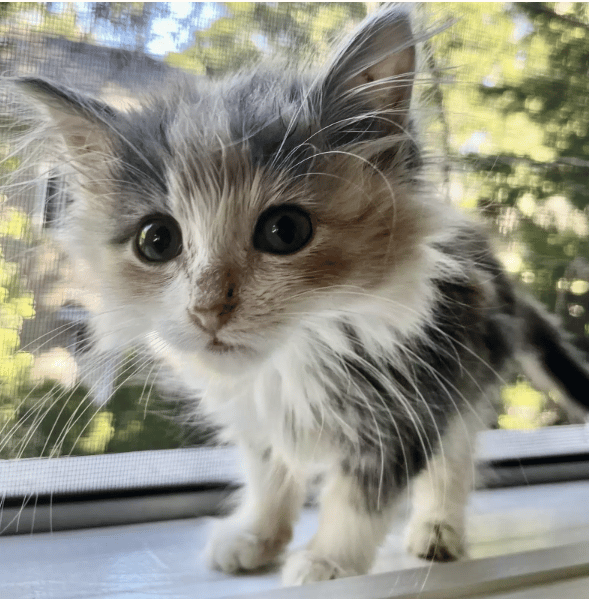 a homeless kitten stayed and asked for help 2