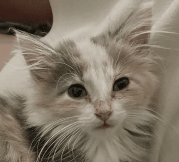 On a woman’s doorstep, a homeless kitten stayed and asked for help