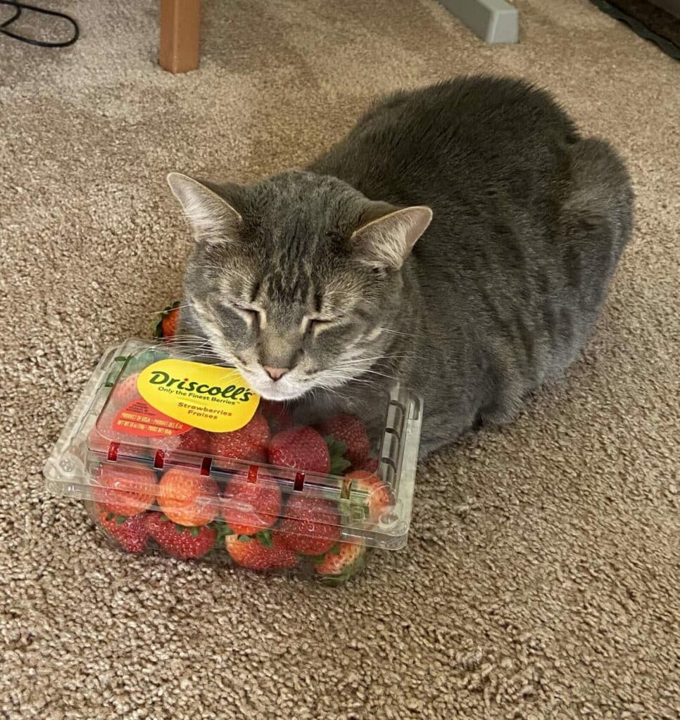 A Cat Favorite Comfort Is A Bunch Of Strawberries 2