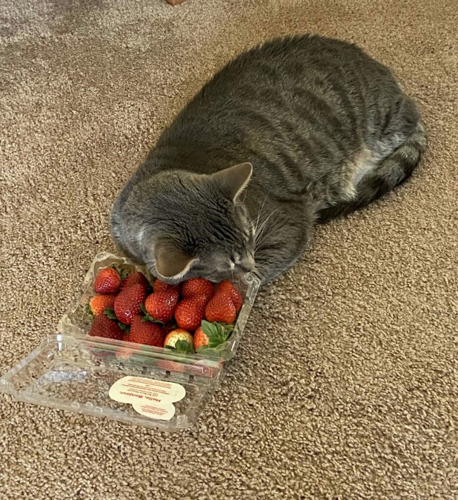 A Cat Favorite Comfort Is A Bunch Of Strawberries 5