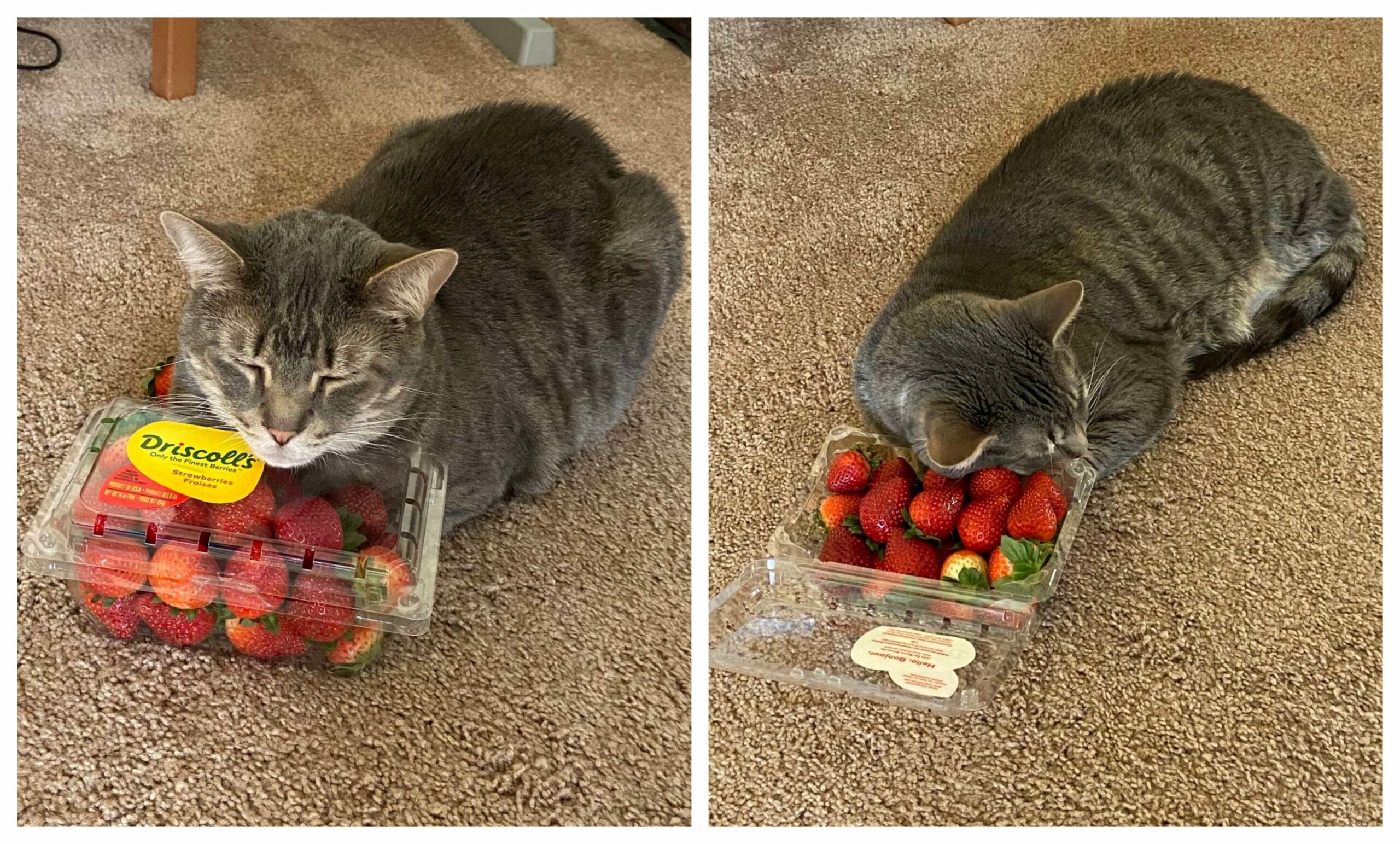 A Cat Favorite Comfort Is A Bunch Of Strawberries