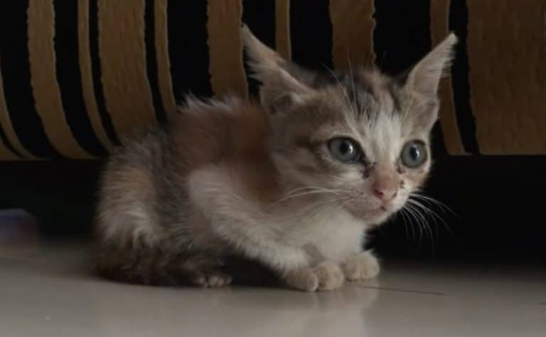 A Little Stray Kitten Who Cries Real Tears 1