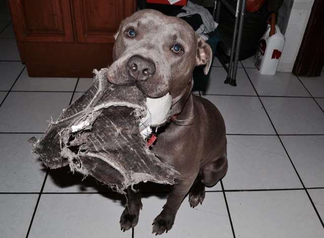 A caring pit bull invites a pregnant stray cat into his doghouse to give birth 1