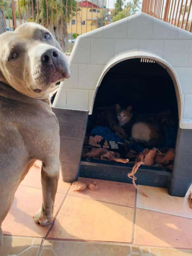 A caring pit bull invites a pregnant stray cat into his doghouse to give birth 3