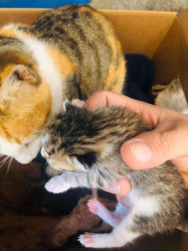 A caring pit bull invites a pregnant stray cat into his doghouse to give birth 4