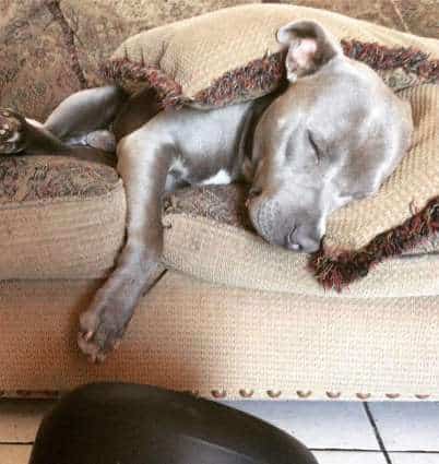 A caring pit bull invites a pregnant stray cat into his doghouse to give birth 5