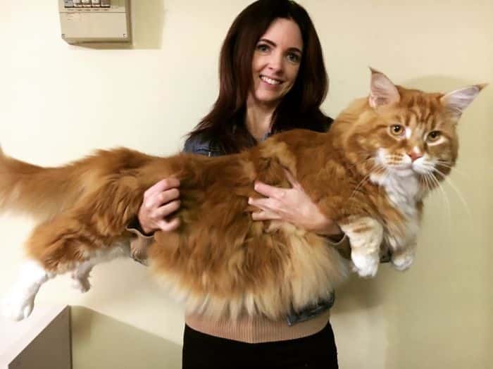 A couple is proud to own the world's longest cat 1
