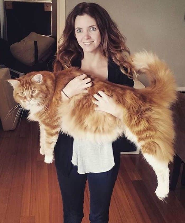 A couple is proud to own the world's longest cat 3