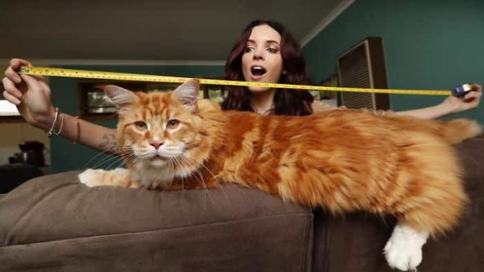 A couple is proud to own the world’s longest cat