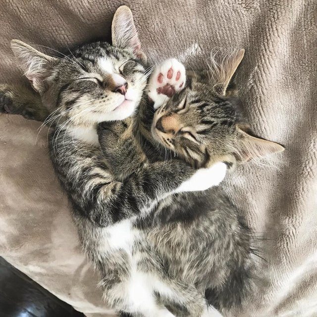A girl was forced to adopt both of these kitten brothers because they wouldn't stop cuddling 1