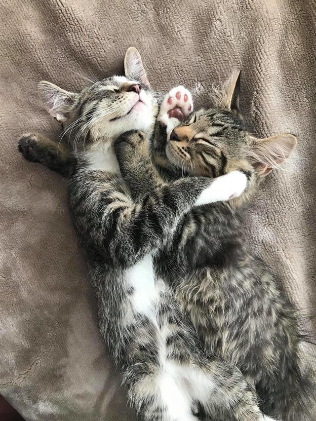 A girl was forced to adopt both of these kitten brothers because they wouldn't stop cuddling 2