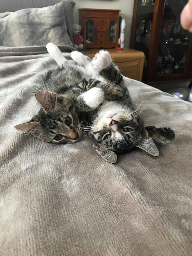 A girl was forced to adopt both of these kitten brothers because they wouldn't stop cuddling 4