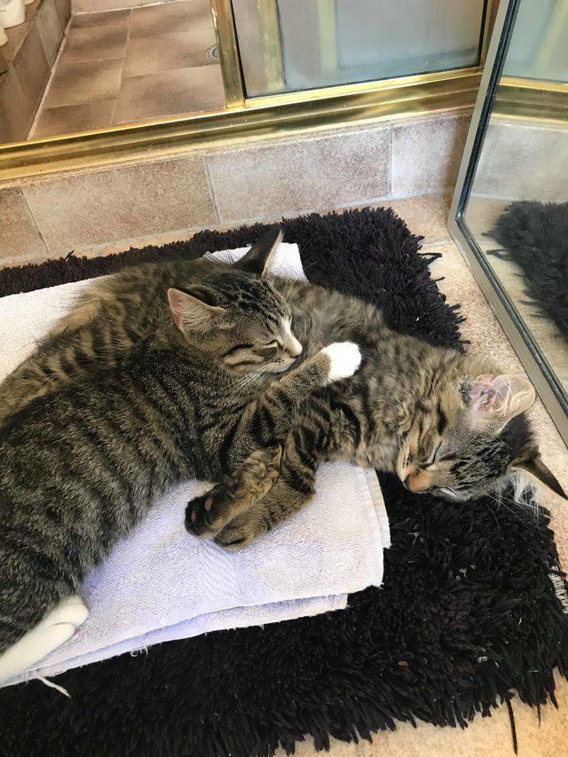 A girl was forced to adopt both of these kitten brothers because they wouldn't stop cuddling 5