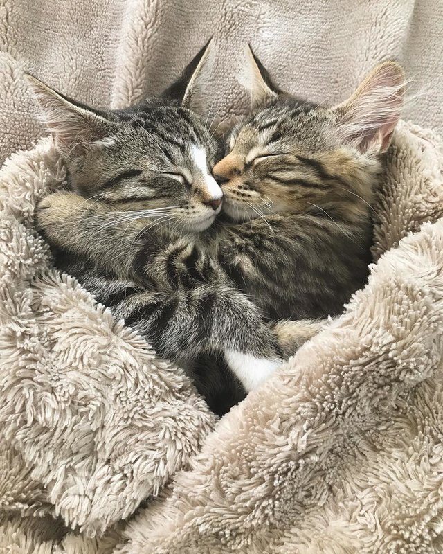 A girl was forced to adopt both of these kitten brothers because they wouldn't stop cuddling 6