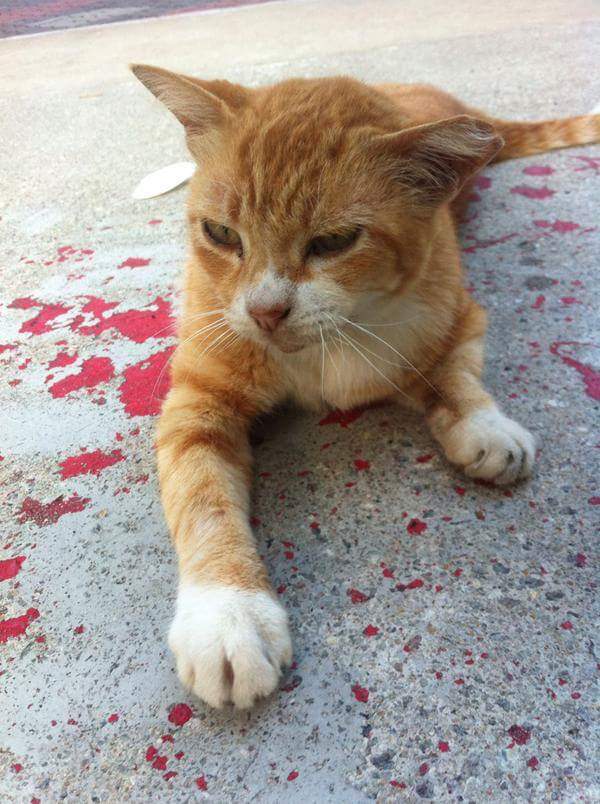 A kind stranger runs to help a bleeding cat and gets the unforgettable surprise 4