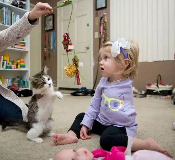 A kitten missing a limb is adopted by a girl who lost an arm 1