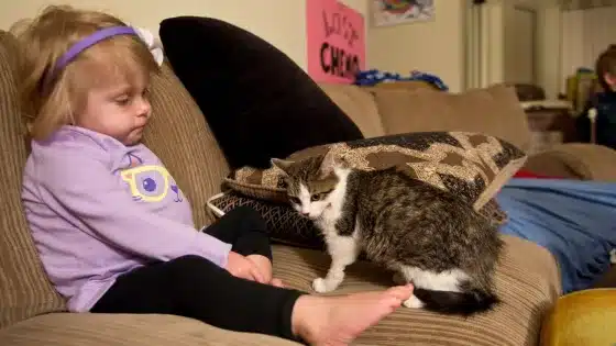 A kitten missing a limb is adopted by a girl who lost an arm 5