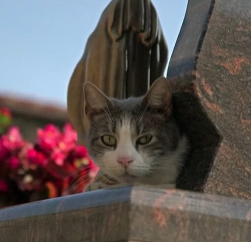 A loyal cat visits his owner's grave every day with gifts because he loves him so much 1