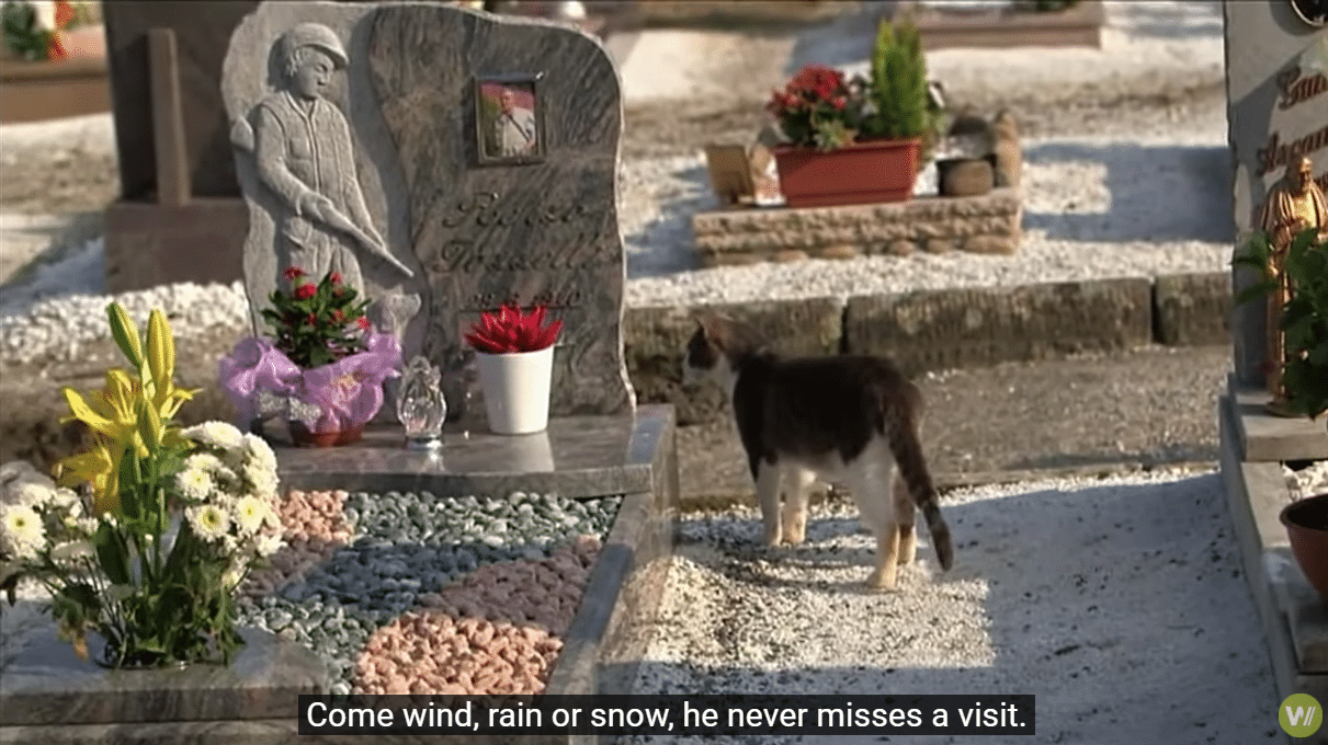 A loyal cat visits his owner’s grave every day with gifts because he loves him so much