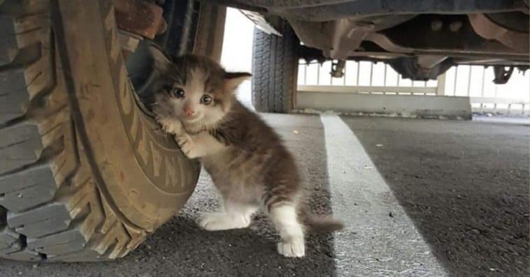 A man knew he had to help after seeing a homeless kitten hanging to a truck