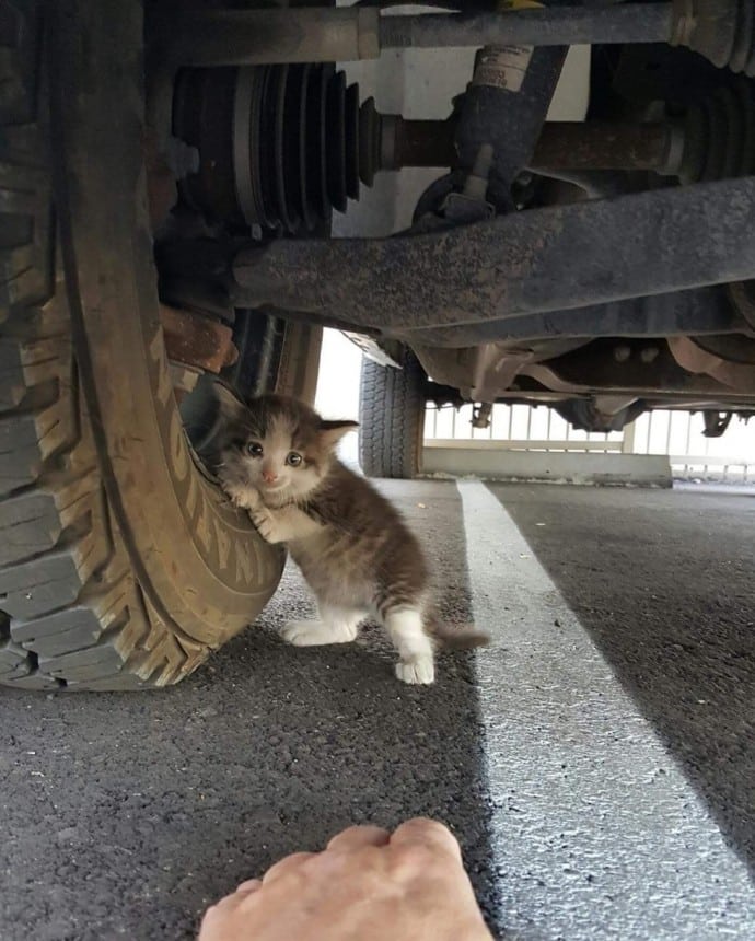 A man knew he had to help after seeing a homeless kitten hanging to a truck 2