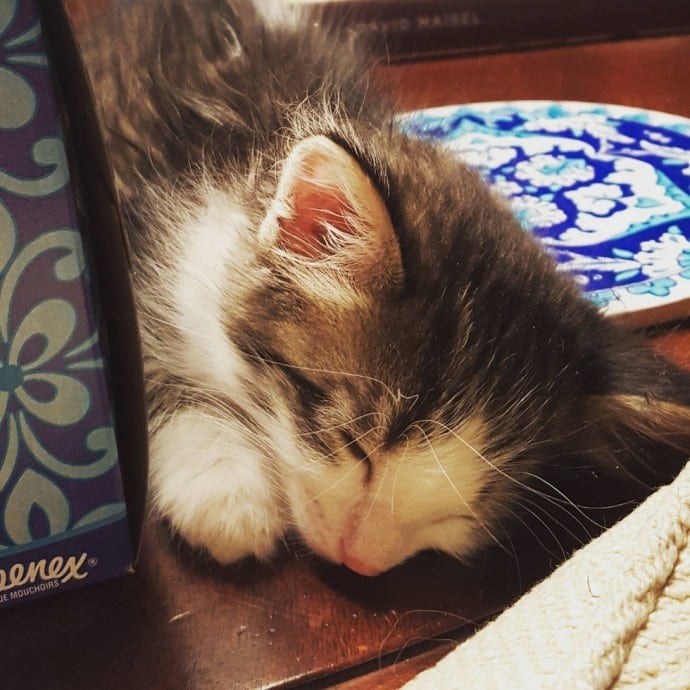 A man knew he had to help after seeing a homeless kitten hanging to a truck 3