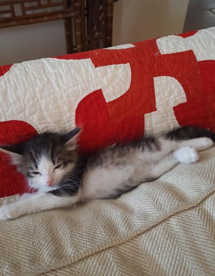 A man knew he had to help after seeing a homeless kitten hanging to a truck 4