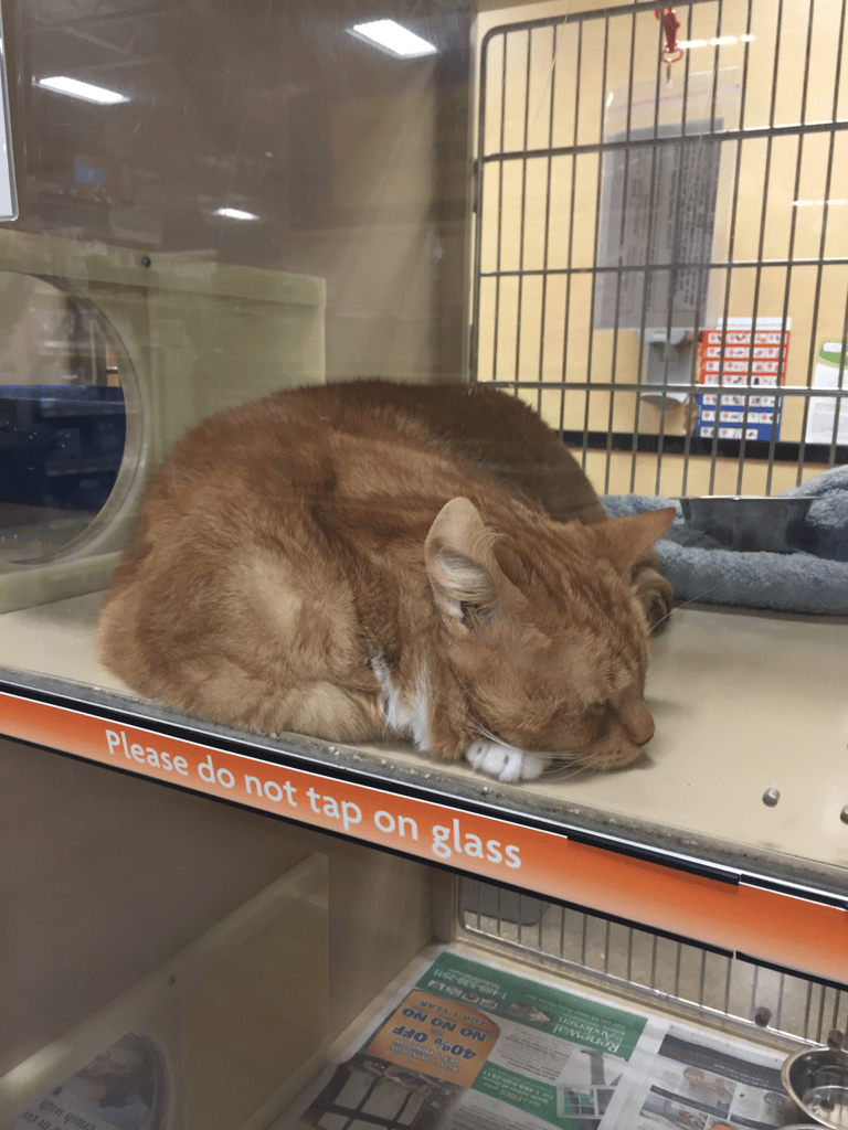 A man went shopping for cat food and returned with a 25lb bag of cat 1