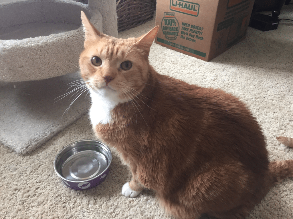 A man went shopping for cat food and returned with a 25lb bag of cat!