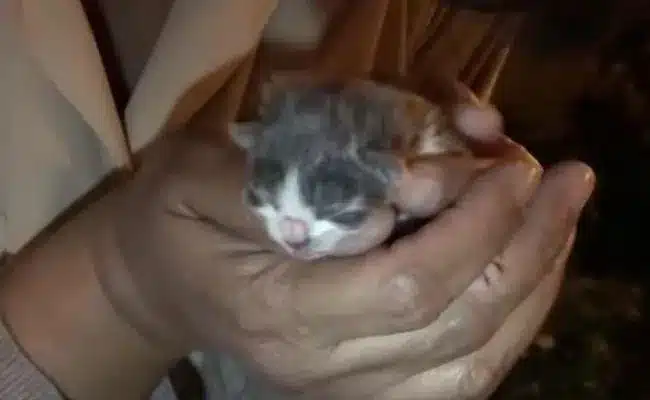 A newborn kitten who was frozen to death becomes a strong and tough kitten 1