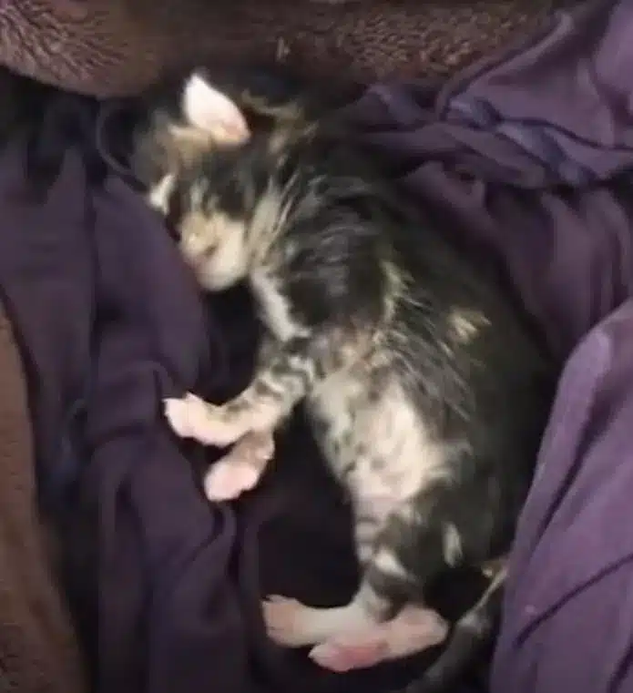 A newborn kitten who was frozen to death becomes a strong and tough kitten 2